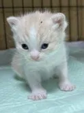 スコティッシュフォールド(立ち耳)【栃木県・女の子・2023年4月4日・】の写真2