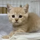 ブリティッシュショートヘア【栃木県・男の子・2025年9月2日・クリーム】の写真10