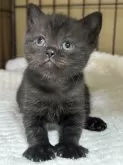 ブリティッシュショートヘア【栃木県・男の子・2025年2月1日・チョコレート】の写真10