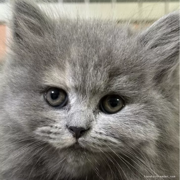 ID:2411-02037の子猫