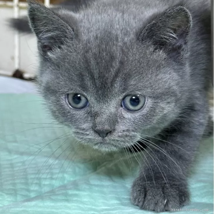 ID：2502-02029の子猫