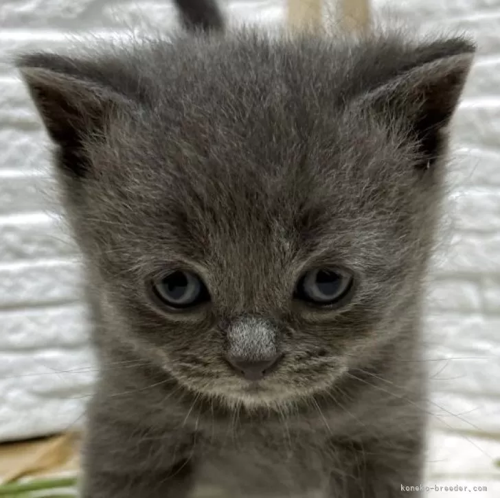 ブリティッシュショートヘア【栃木県・男の子・2025年9月30日・ブルー】の写真1