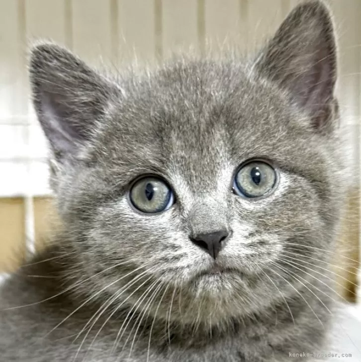 ID：2507-03317の子猫