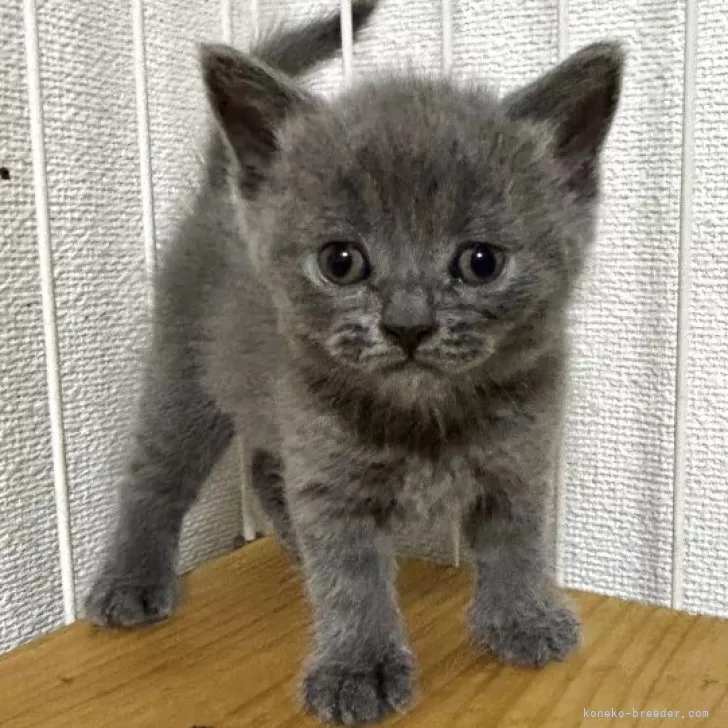 ID:2508-00847の子猫