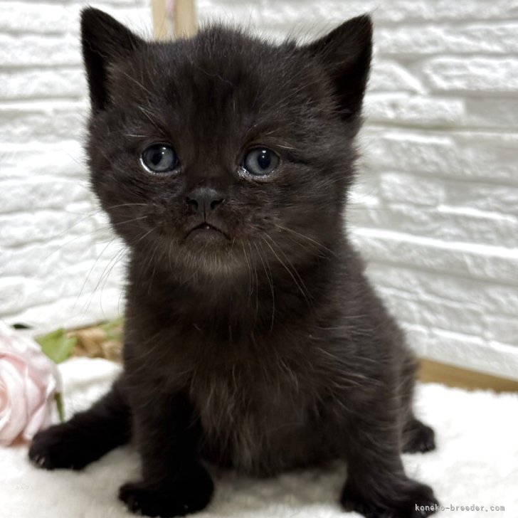 ブリーダー画像