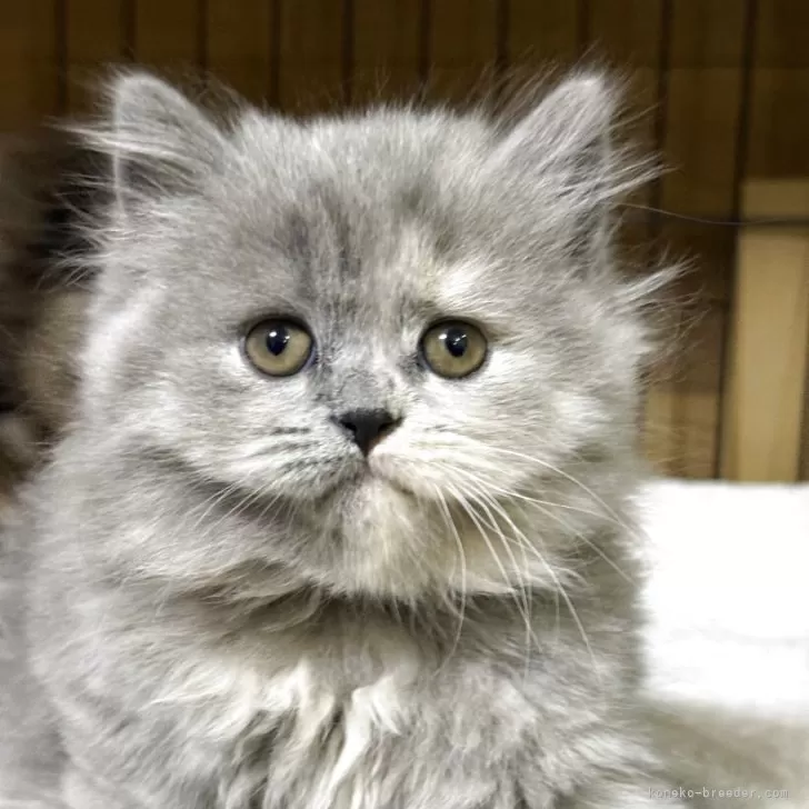 ブリティッシュロングヘア【栃木県・女の子・2025年9月8日・ブルークリーム】の写真1