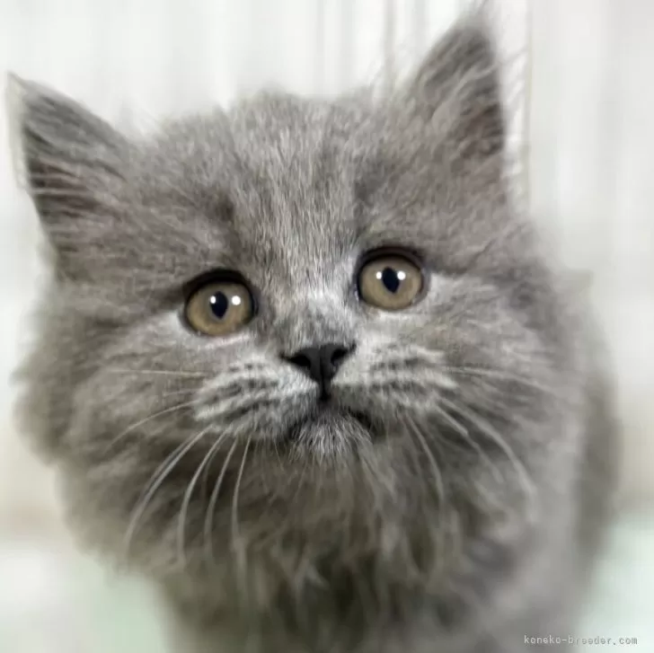 ID：2504-02064の子猫