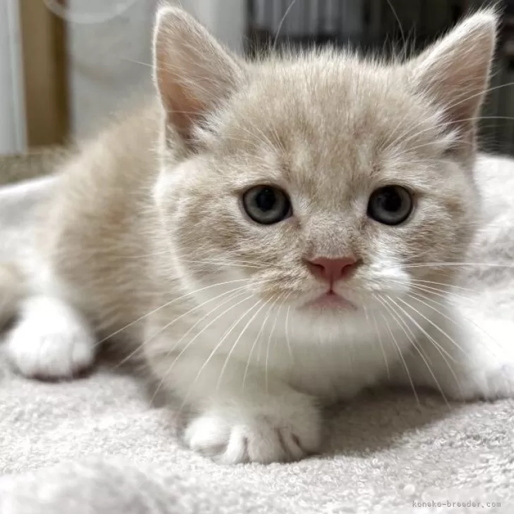 ID：2506-01244の子猫