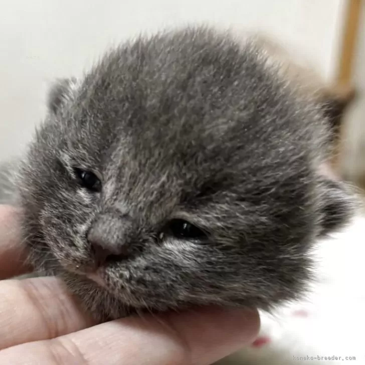 ブリティッシュショートヘア【栃木県・男の子・2025年11月9日・ブルー】の写真1