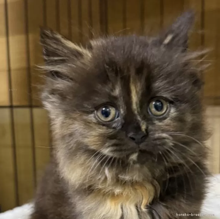 ID：2509-01719の子猫