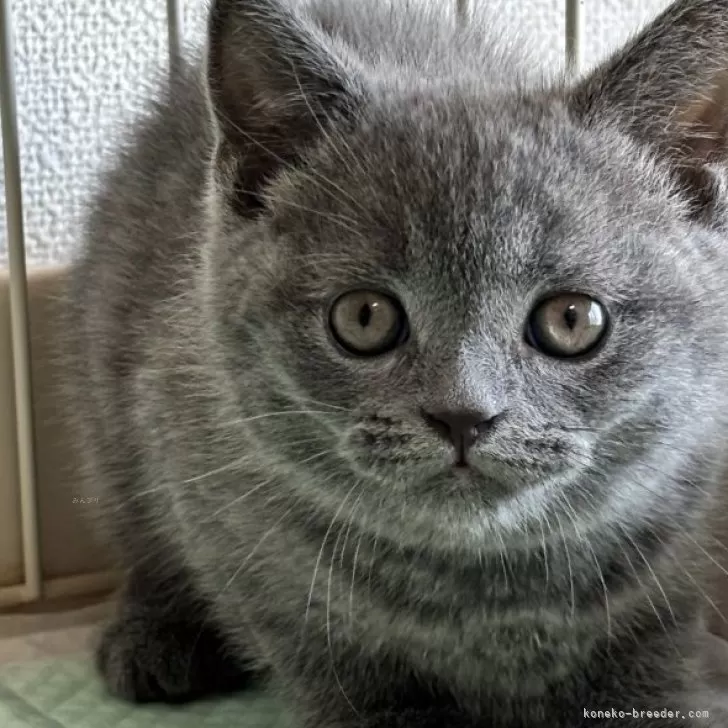 ID：2502-01739の子猫