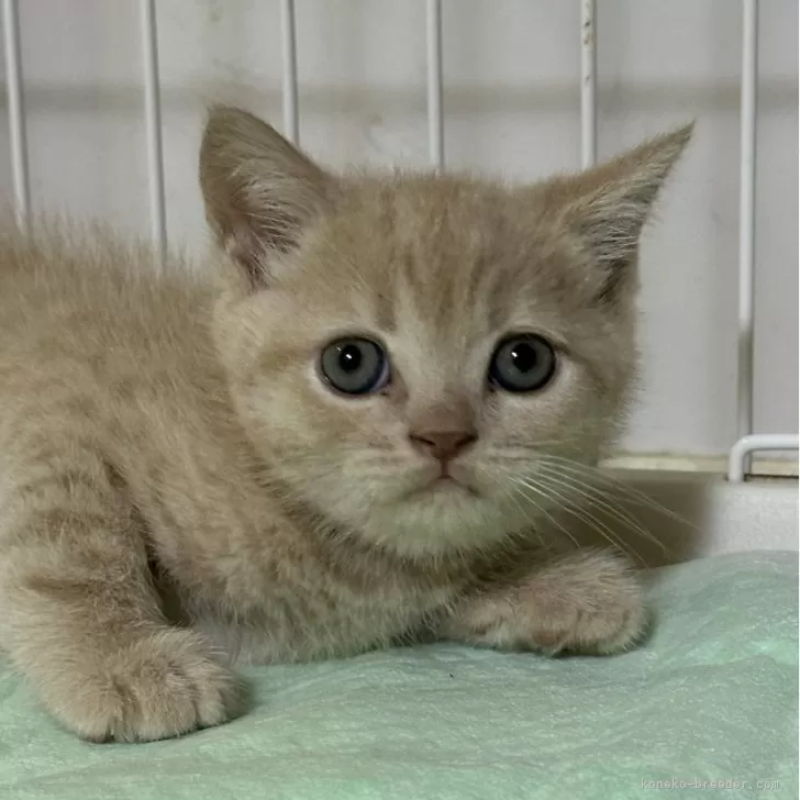 ID：2501-01623の子猫