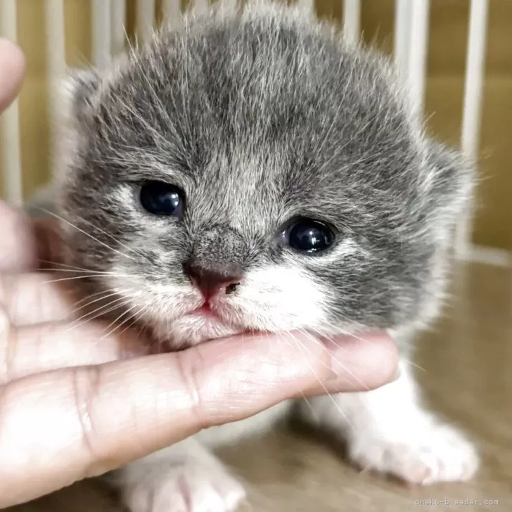 しゅうちゃん 様のお迎えした子猫
