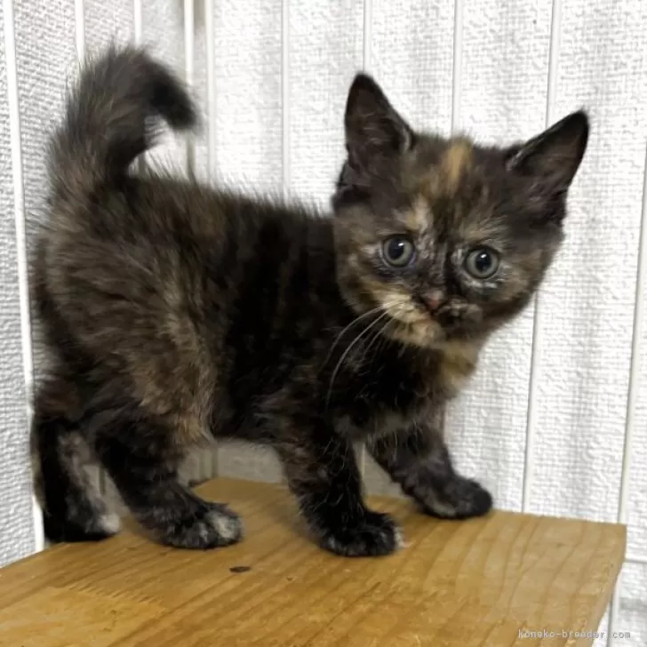 ID：2507-03424の子猫