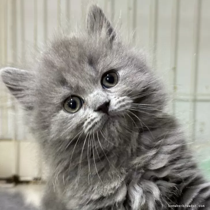 ID：2502-01352の子猫