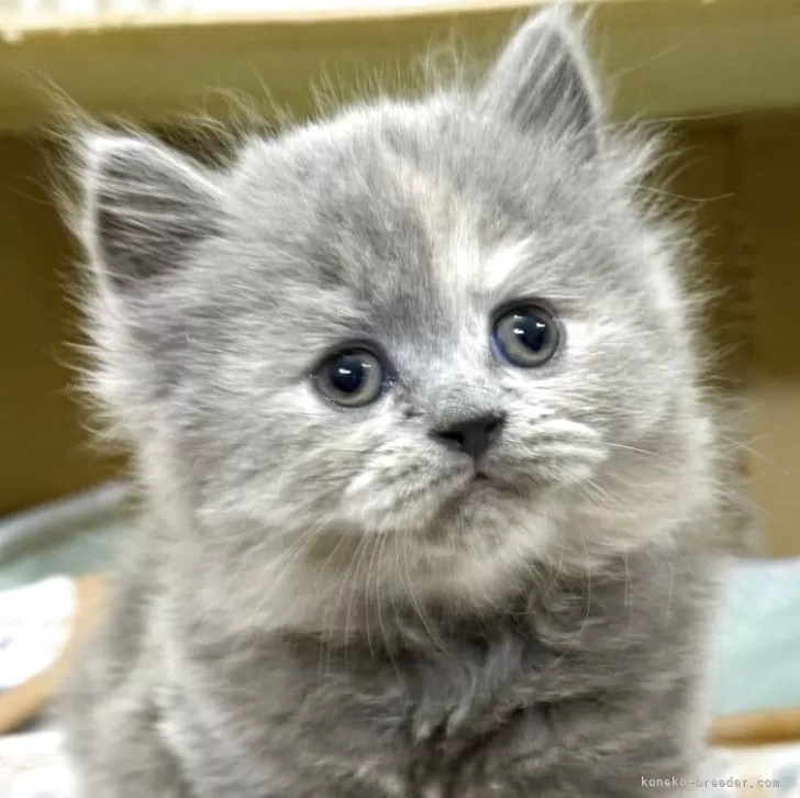 ID：2504-02063の子猫