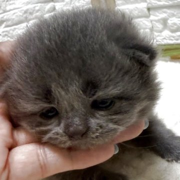 ブリティッシュロングヘア【栃木県・女の子・2025年7月22日・ブルークリーム】の写真「ブルークリームの女の子」