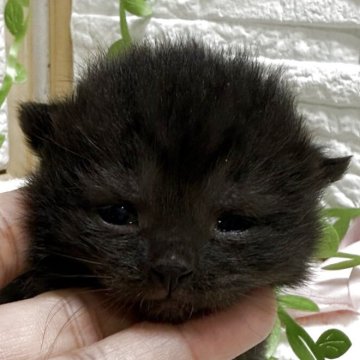 ブリティッシュショートヘア【栃木県・男の子・2025年6月25日・チョコレート】の写真「チョコレート色の男の子」