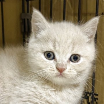 ブリティッシュショートヘア【栃木県・男の子・2025年9月30日・クリーム】の写真「クリームの男の子」
