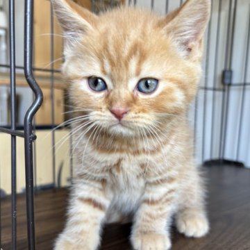 スコティッシュフォールド(立ち耳)【栃木県・男の子・2025年2月12日・レッドマッカレルタビー】の写真「レッドマッカレルタビーの男の子」