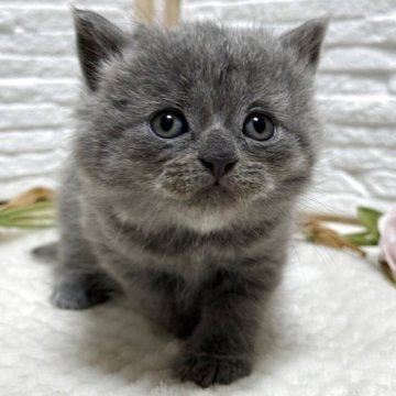 ブリティッシュショートヘア【栃木県・女の子・2025年9月30日・ブルー】の写真「お顔が丸い女の子」