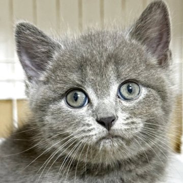 ブリティッシュショートヘア【栃木県・男の子・2025年7月22日・ブルー】の写真「ブルーの男の子」