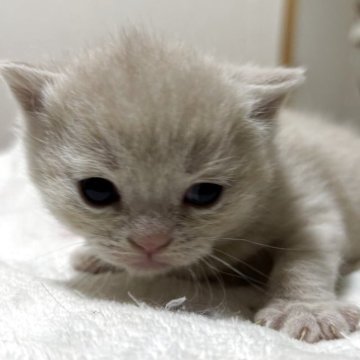 ブリティッシュショートヘア【栃木県・男の子・2025年11月9日・クリーム】の写真「クリームの男の子」