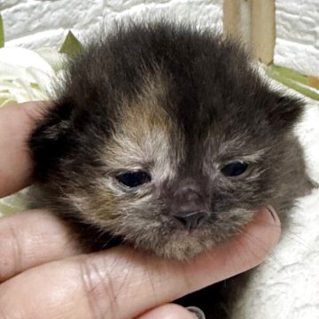 ブリティッシュショートヘア【栃木県・男の子・2025年9月2日・チョコレートトーティーシェル】の写真「チョコレートトーティーシェルの女の子」