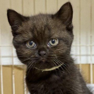 ブリティッシュショートヘア【栃木県・女の子・2025年7月22日・チョコレート】の写真「チョコレート色の女の子（2）」