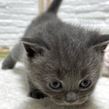 ブリティッシュショートヘア【栃木県・男の子・2025年9月30日・ブルー】の写真「ブルーの男の子(1)」