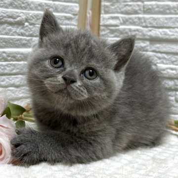 ブリティッシュショートヘア【栃木県・女の子・2025年9月30日・ブルー】の写真「お顔が丸い女の子」