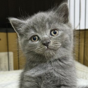 ブリティッシュショートヘア【栃木県・男の子・2025年9月30日・ブルー】の写真「ブルーの男の子(2)」