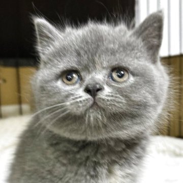 ブリティッシュショートヘア【栃木県・女の子・2025年9月30日・ブルークリーム】の写真「真ん丸お顔の女の子」