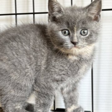 スコティッシュフォールド(立ち耳)【栃木県・女の子・2025年2月12日・ブルークリーム】の写真「ブルークリームの女の子」