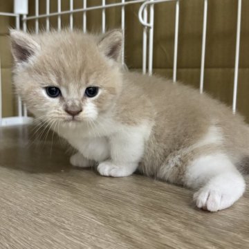 ブリティッシュショートヘア【栃木県・男の子・2025年5月31日・クリーム&ホワイト】の写真「クリーム＆ホワイトの男の子」