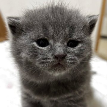 ブリティッシュショートヘア【栃木県・男の子・2025年11月9日・ブルー】の写真「ブルーの男の子」