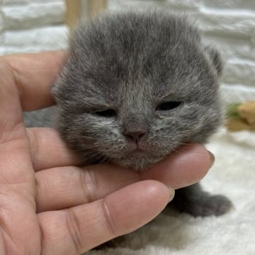 ブリティッシュショートヘア【栃木県・女の子・2025年12月18日・ブルー】の写真「ブルーの女の子（２）」