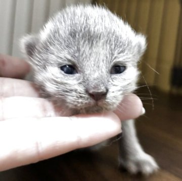 ブリティッシュショートヘア【栃木県・女の子・2025年6月9日・ブルークリーム】の写真「ブルーの毛色が綺麗な女の子」