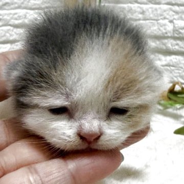 ブリティッシュショートヘア【栃木県・女の子・2025年7月12日・ダイリュートキャリコ】の写真「ダイリュートキャリコ」