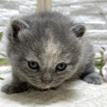 ブリティッシュショートヘア【栃木県・女の子・2025年7月12日・ブルークリーム】の写真「ブルークリームの女の子」