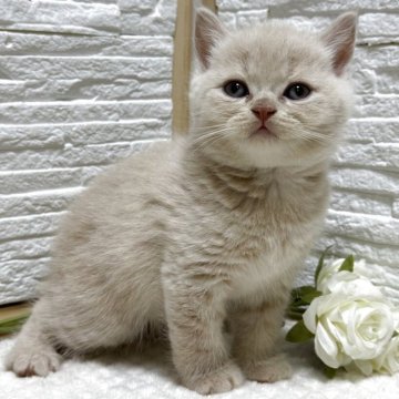 ブリティッシュショートヘア【栃木県・男の子・2025年9月30日・クリーム】の写真「クリームの男の子」