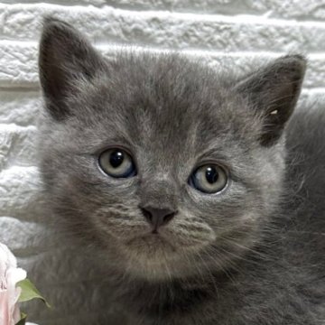 ブリティッシュショートヘア【栃木県・男の子・2025年9月30日・ブルー】の写真「ブルーの男の子(2)」