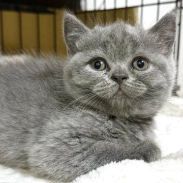 ブリティッシュショートヘア【栃木県・女の子・2025年9月30日・ブルー】の写真「お顔が丸い女の子」