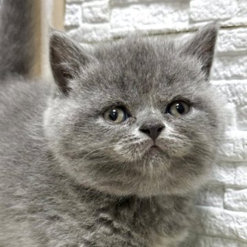 ブリティッシュショートヘア【栃木県・女の子・2025年9月30日・ブルークリーム】の写真「真ん丸お顔の女の子」