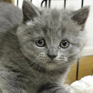 ブリティッシュショートヘア【栃木県・男の子・2025年9月30日・ブルー】の写真「ブルーの男の子(1)」
