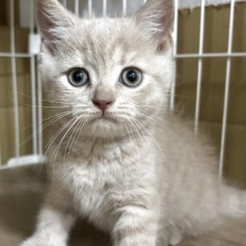 ブリティッシュショートヘア【栃木県・男の子・2025年5月31日・クリーム】の写真「活発な男の子です」
