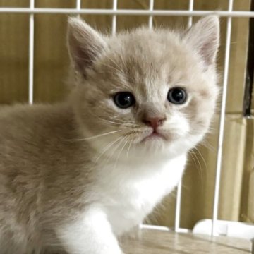ブリティッシュショートヘア【栃木県・男の子・2025年5月31日・クリーム&ホワイト】の写真「クリーム＆ホワイトの男の子」
