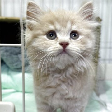 ブリティッシュロングヘア【栃木県・男の子・2025年4月8日・クリーム】の写真「クリーム色の男の子」