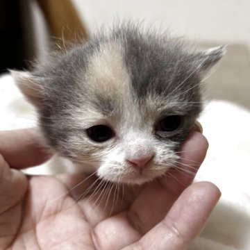 ブリティッシュショートヘア【栃木県・女の子・2025年11月9日・ダイリュートキャリコ】の写真「ダイリュートキャリコの女の子」