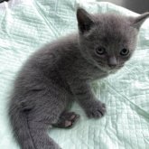 ブリティッシュショートヘア